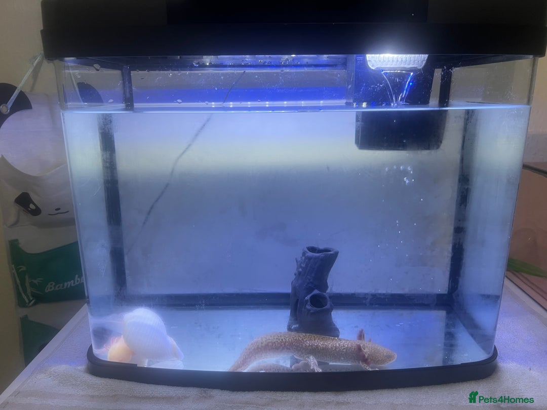 Axolotl reptiles for sale: Pair of Axolotls male and female with tank - Image 6