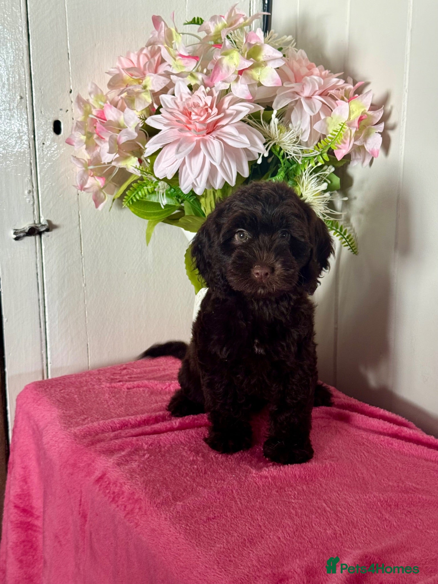 Cockapoo dogs 1 gorgeous dark chocolate  f1 Cockerpoo puppy  - Advert 1