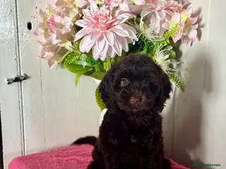 Cockapoo dogs 1 gorgeous dark chocolate f1 Cockerpoo puppy - Advert 1