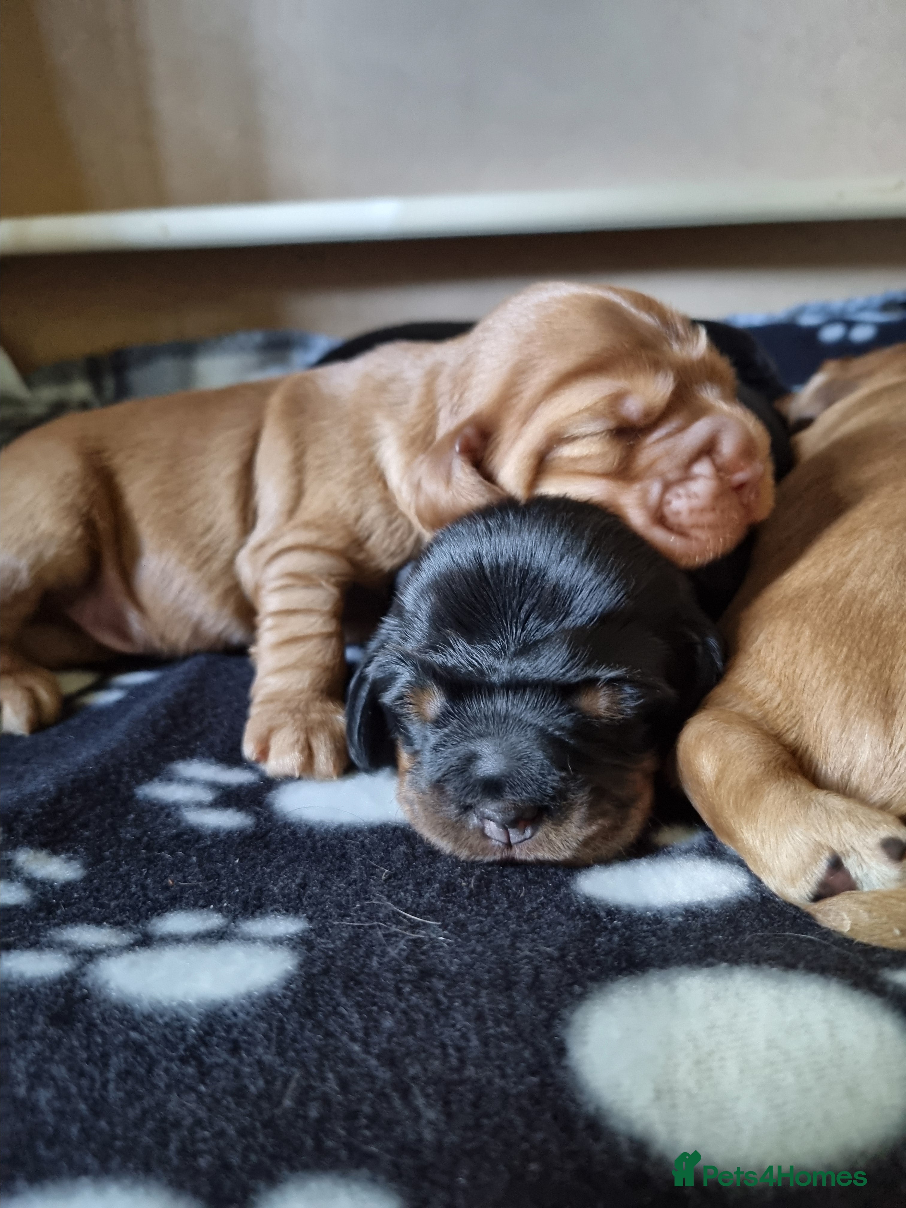 Cocker Spaniel dogs for sale: 🐾 Beautiful Show Type Cocker Spaniel Puppies - Advert 15