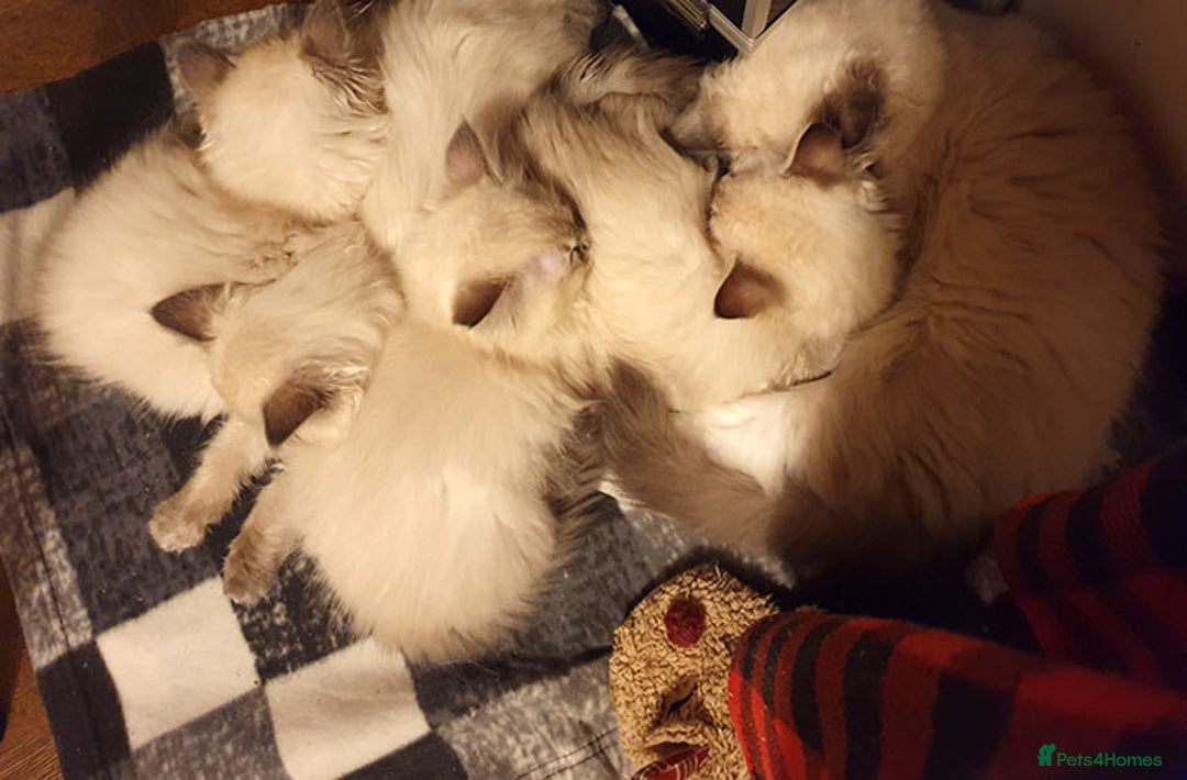 Ragdoll cats for sale: Stunning Adult Ragdoll and Kittens available!  - Image 28