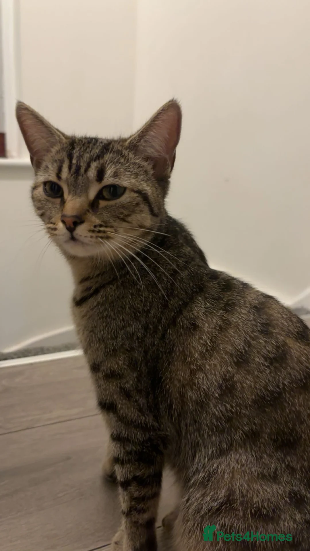Mixed Breed cats for sale: 1 Year old awesome Kiki - Advert 2