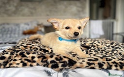 Chihuahua dogs for sale: Chihuahua x Italian volpino (5 puppies left ) 🏆 - Image 23