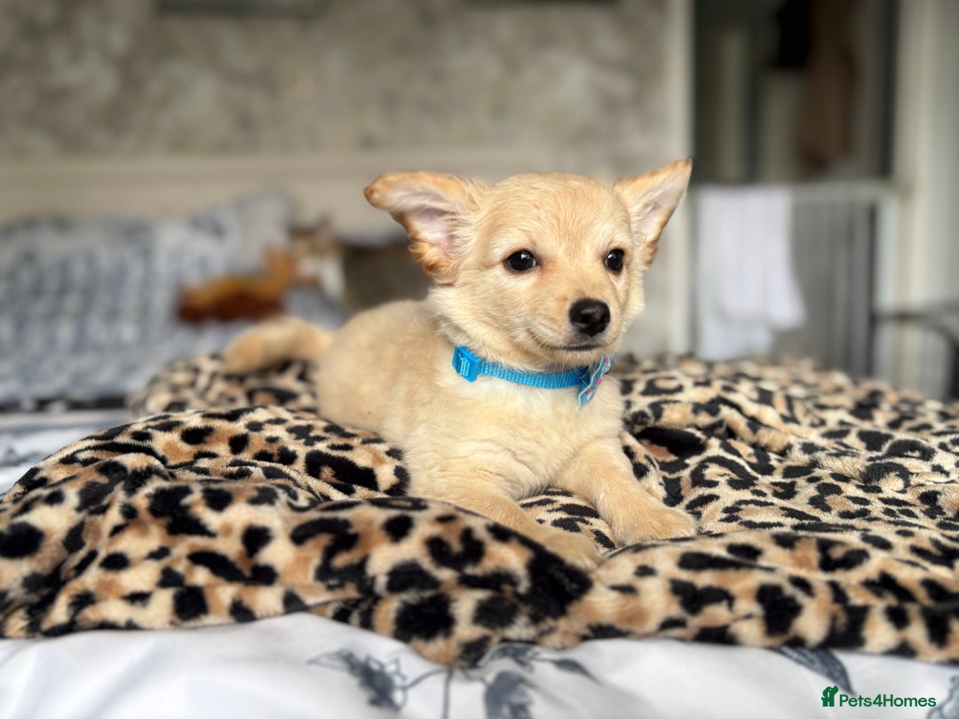 Chihuahua dogs for sale: Chihuahua x Italian volpino (5 puppies left ) 🏆 - Image 23