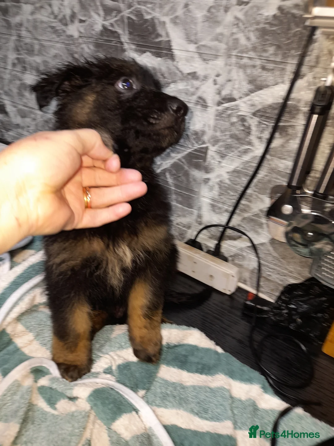 German Shepherd dogs for sale: German shepherd pups - Advert 14