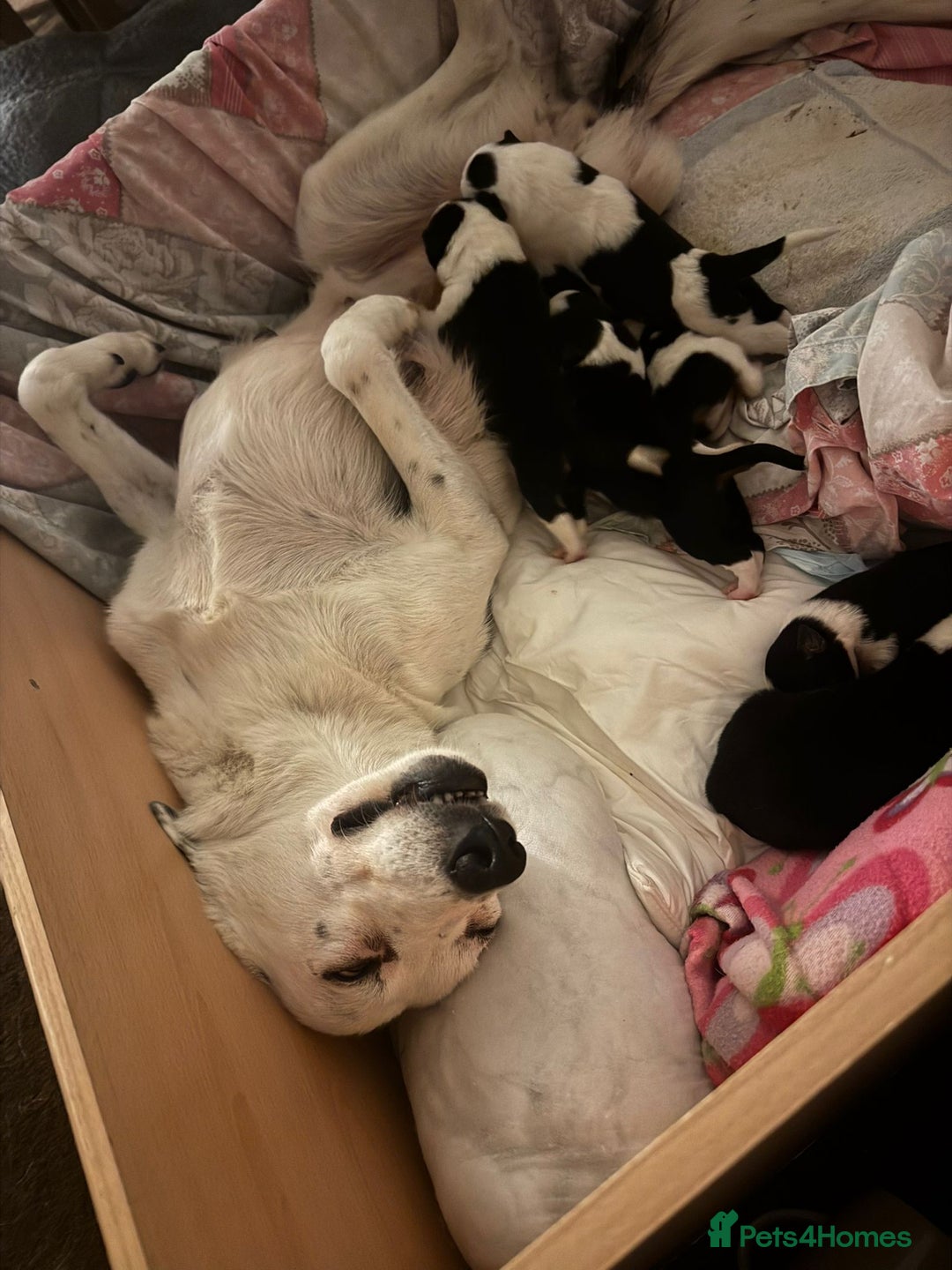 Border Collie dogs for sale: Border Collie Pups - Health tested clear parents - Advert 8