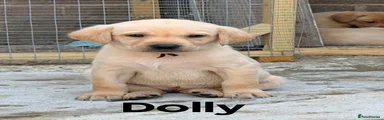 Dolly