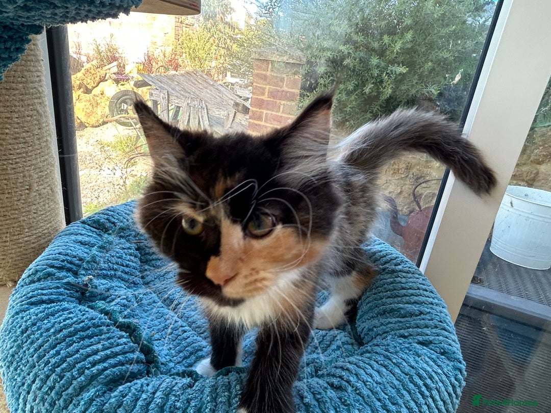Maine Coon cats for sale: Pedigree Maine Coon kittens  - Image 12