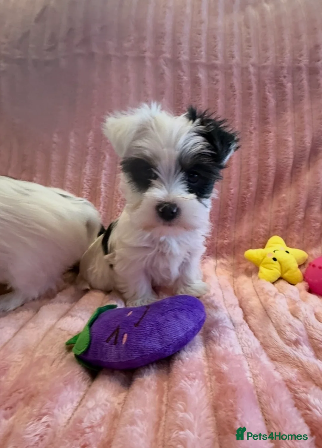 Yorkshire Terrier dogs for sale: Miniature Yorkshire Terrier Puppies  - Advert 14