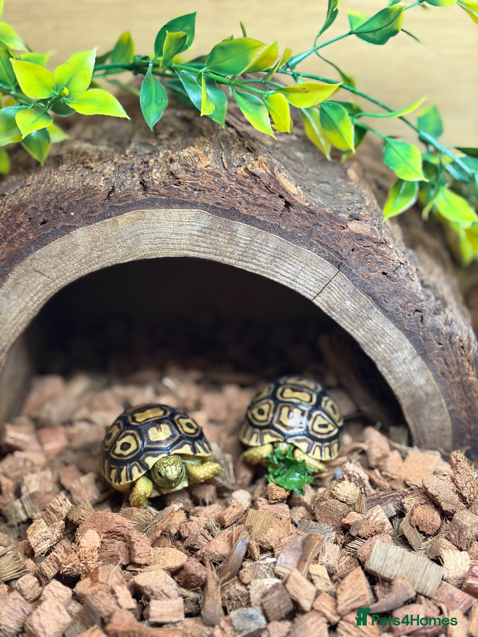 Tortoise reptiles for sale: Leopard Tortoise - Gorgeous Hatchlings  - Advert 17