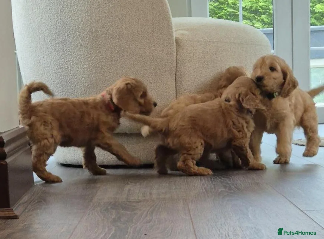 Cavapoo dogs for sale: Fully health checked f1b cavapoo puppies - Advert 2