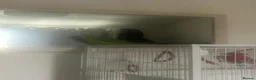 Parrots birds for sale: Indian ringneck parrot - Advert 3