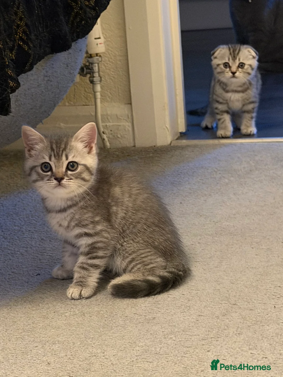 British Shorthair cats for sale: 🐾 Adorable British and Scottish fold for sales🐾 - Advert 11