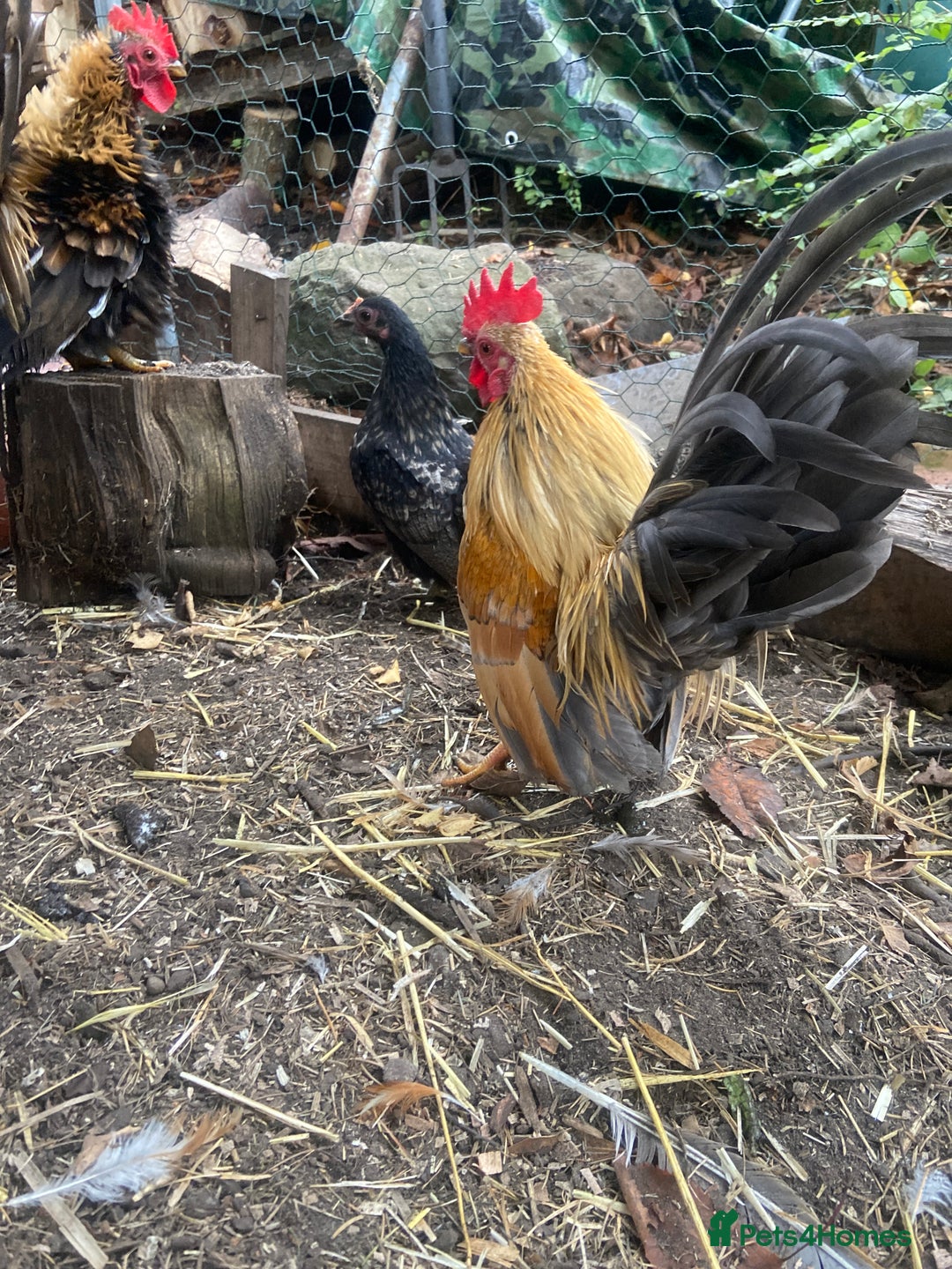 Chickens poultry for sale: Striking male Frizzal Chicken - Image 2
