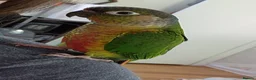 Conures birds for sale: Beautiful male conure  - Advert 1