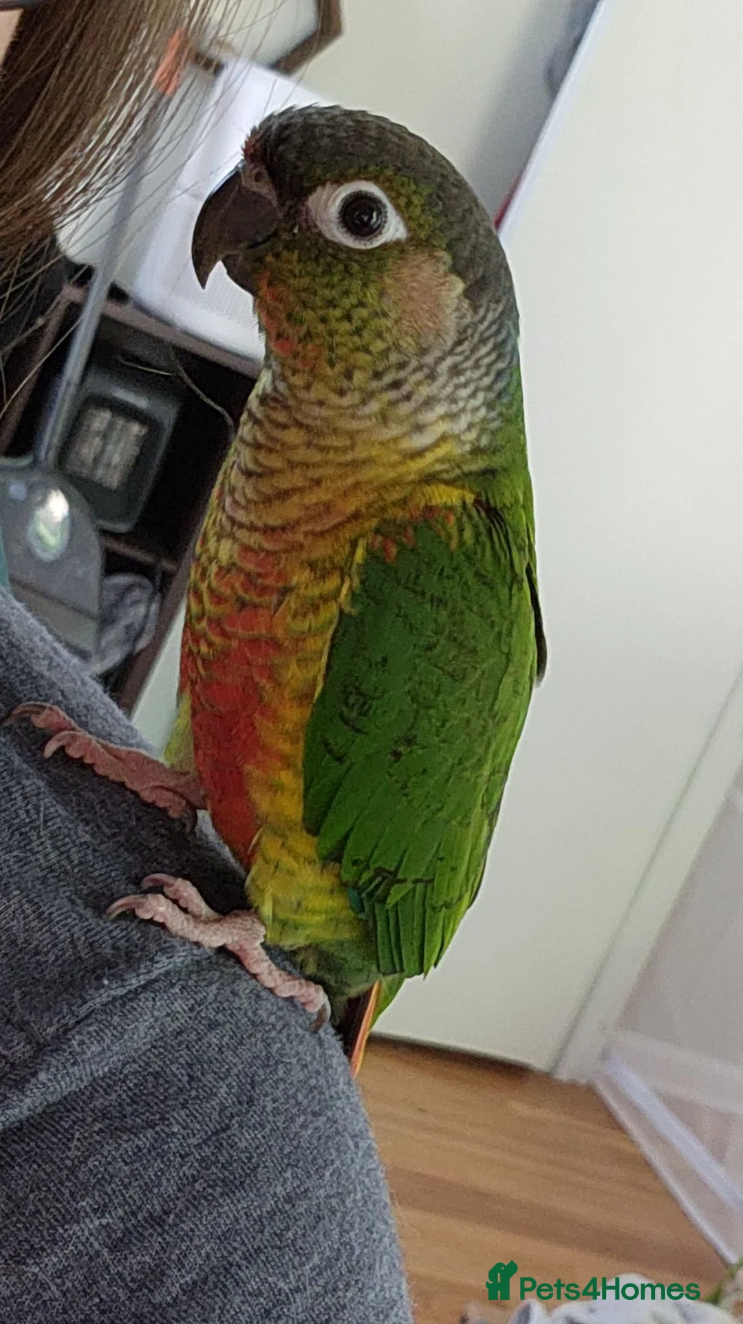 Conures birds for sale: Beautiful male conure  - Advert 1
