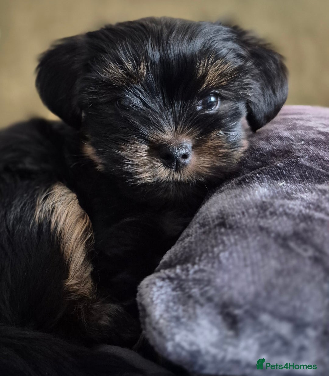 Yorkshire Terrier dogs for sale: Yorkshire terrier puppies looking for loving homes - Advert 3