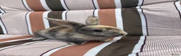 Mixed Breed rabbits for sale: Mixed bread rabbits - Advert 2