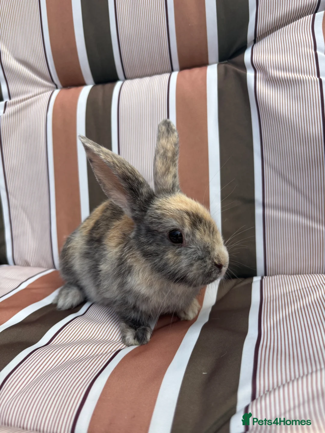 Mixed Breed rabbits for sale: Mixed bread rabbits - Advert 2