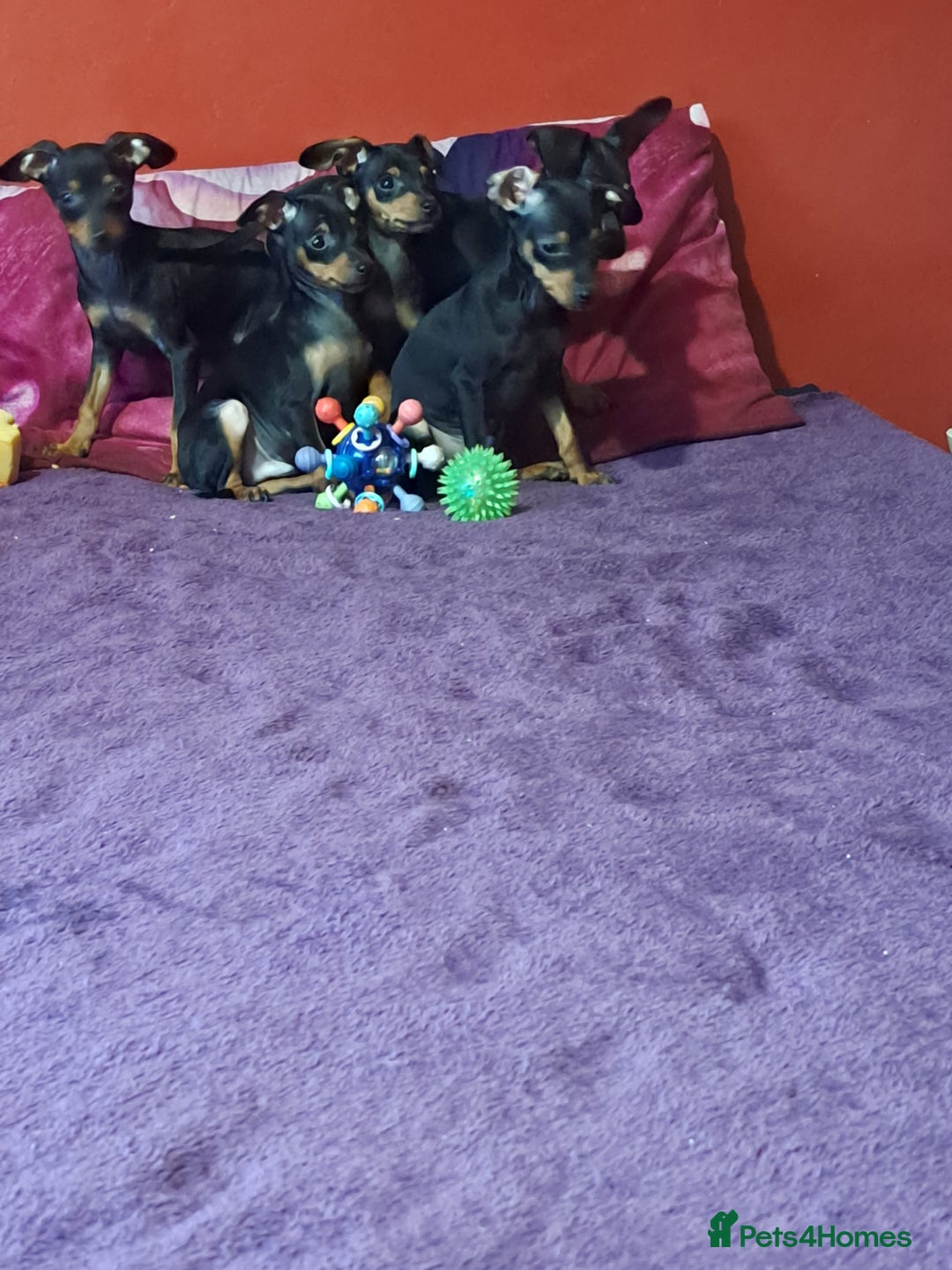 Miniature Pinscher dogs for sale: Miniature Pinscher Puppies 🐾   - Advert 19