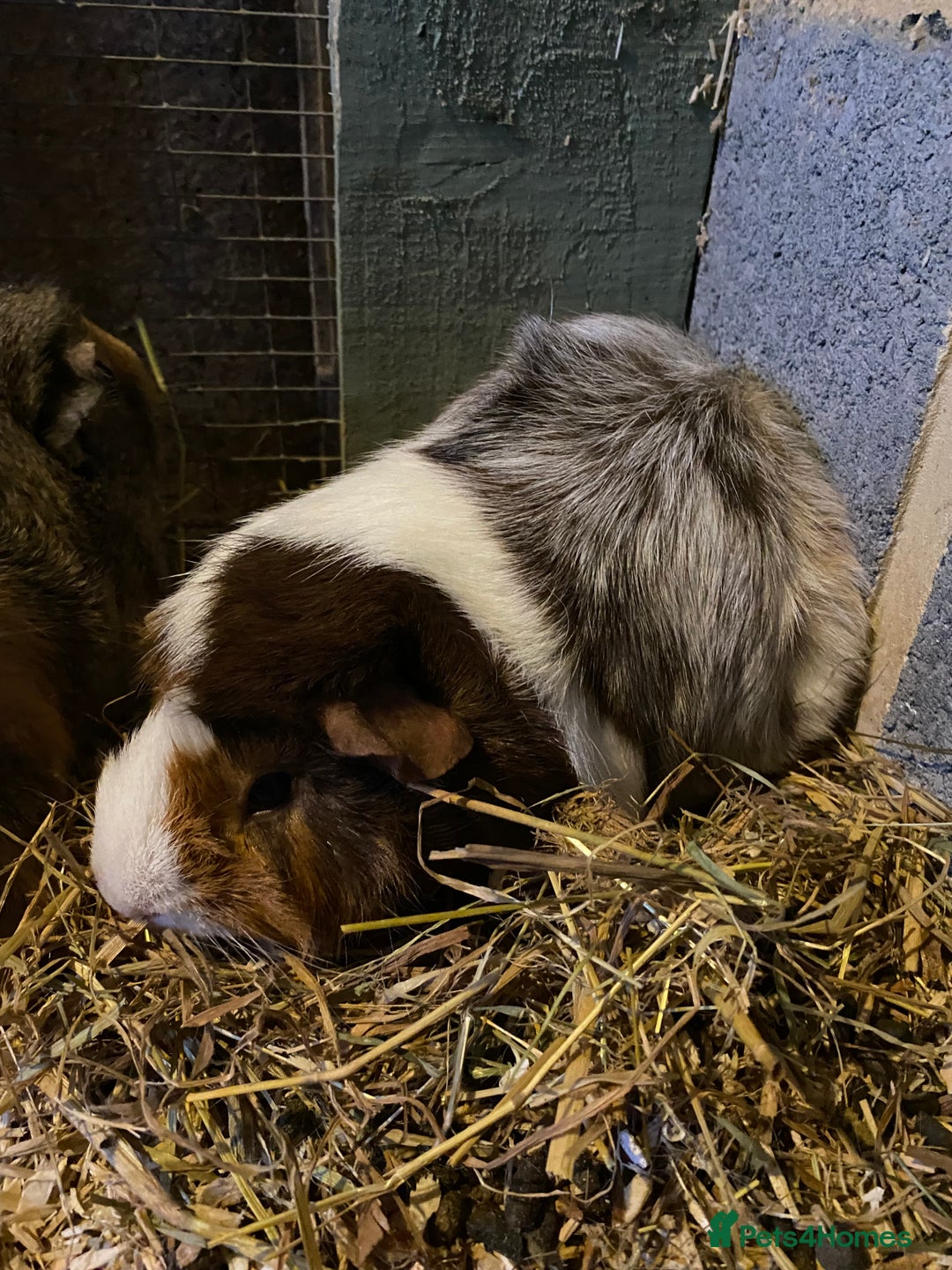 Rex rabbits for sale: Mini Rex -Tricolour Buck and VM Blue Doe - Advert 9