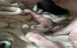 Sphynx cats for sale: Pink sphynx kittens - Image 5