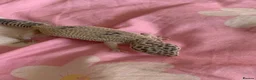 Gecko reptiles for sale: I am selling my gecko in Hamilton - Advert 2