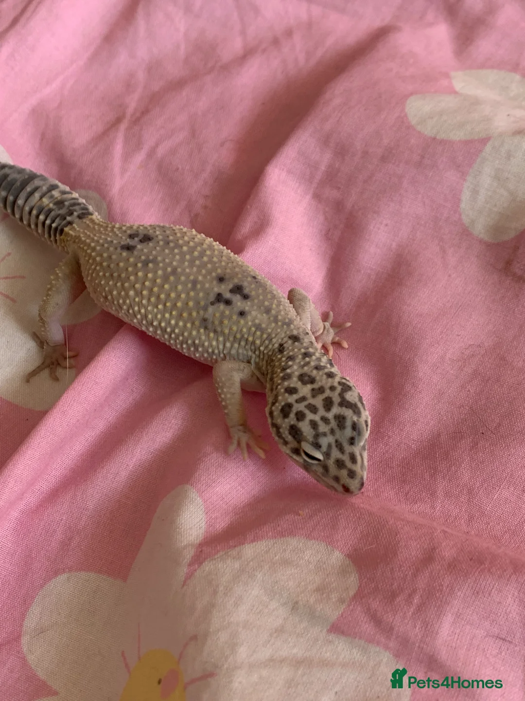 Gecko reptiles for sale: I am selling my gecko in Hamilton - Advert 2