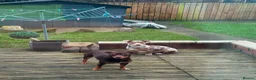Jack Russell dogs for sale: Miniature jack Russell puppies  - Advert 6