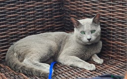 Russian Blue cats for sale: GCCF, CHAMPION SIRED RUSSIAN BLUE KITTENS - Advert 16