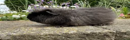 Guinea Pig rodents for sale: Friendly Swiss guinea pig boars (boys) - Advert 2