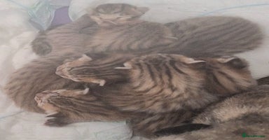 Savannah cats - Advert 10