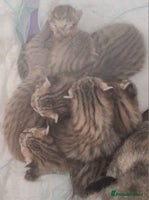 Savannah cats - Advert 5