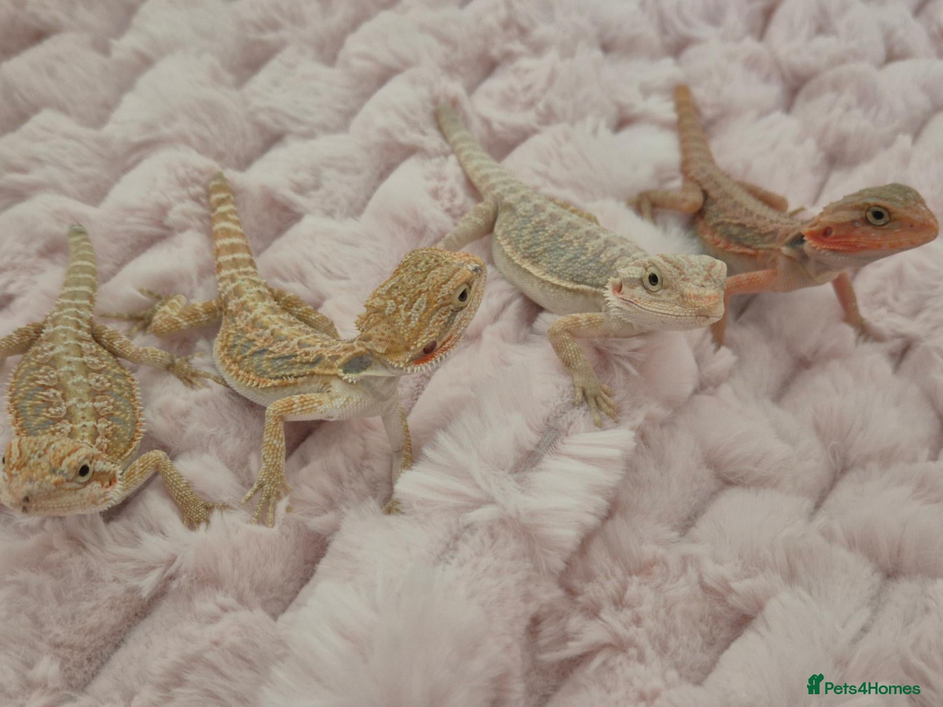 Bearded Dragon reptiles 100%Het Zero Bearded Dragon baby's  - Advert 1