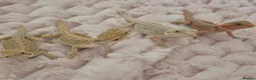 Bearded Dragon reptiles for sale: 100%Het Zero Bearded Dragon baby's  - Advert 1