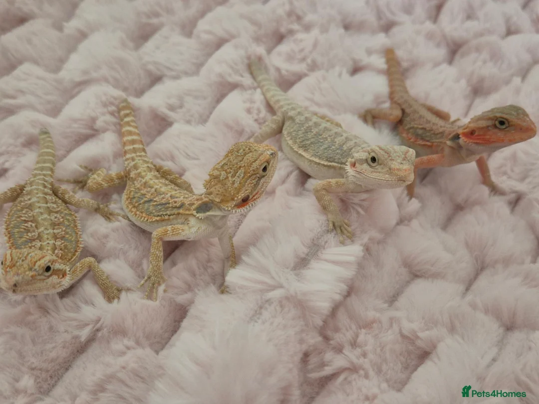 Bearded Dragon reptiles for sale: 100%Het Zero Bearded Dragon baby's  - Advert 1