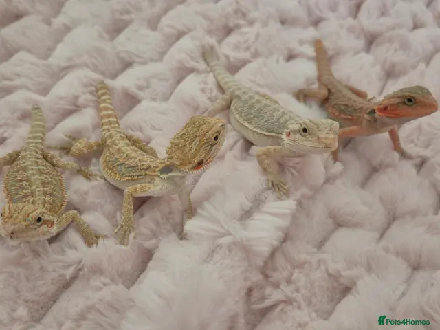 Bearded Dragon reptiles 100%Het Zero Bearded Dragon baby's - Advert 1