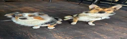 Mixed Breed dogs for sale:  Australian shepherd x boarder collie/rough collie in London - Advert 1
