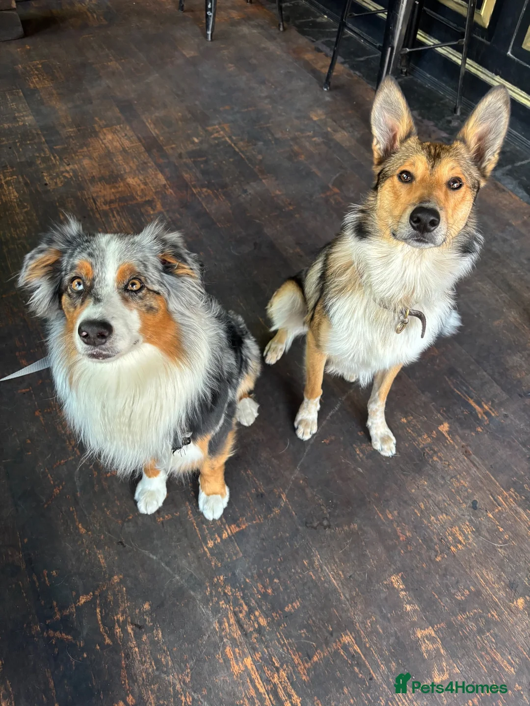 Mixed Breed dogs for sale:  Australian shepherd x boarder collie/rough collie in London - Advert 1