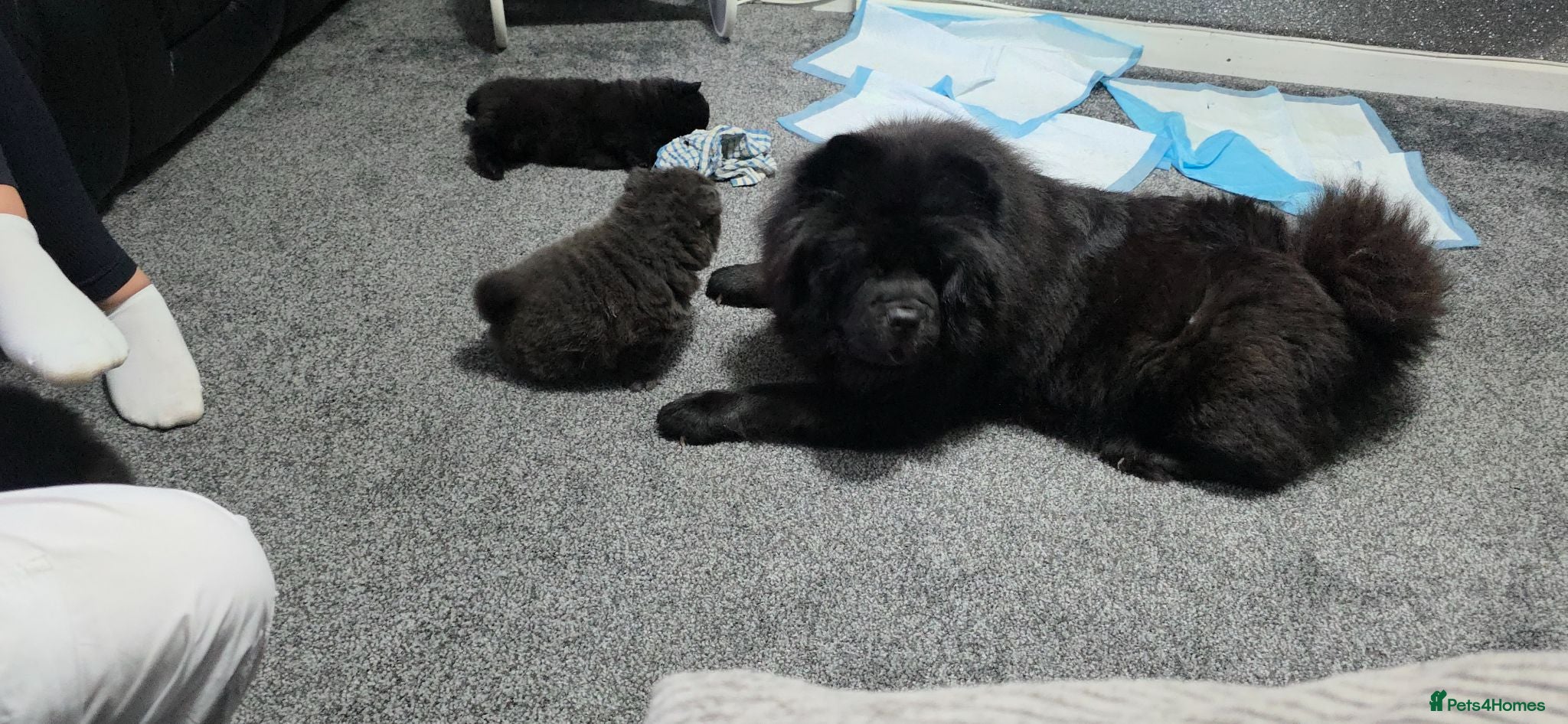 Chow Chow dogs Kc registered violet chow chows  - Advert 2