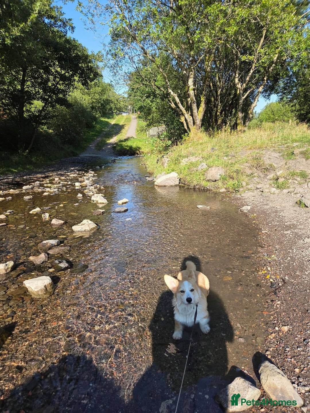 Welsh Corgi Pembroke dogs for sale: Corgi for Sale - Advert 3