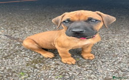 Rhodesian Ridgeback dogs for sale: UBUKHOSI Rhodesian Ridgebacks - Image 4