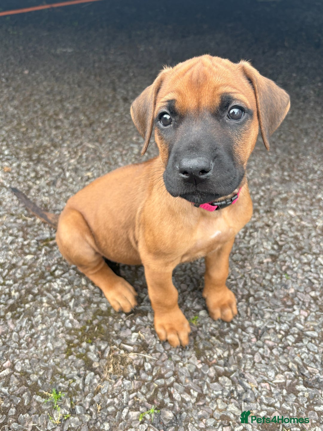 Rhodesian Ridgeback dogs for sale: UBUKHOSI Rhodesian Ridgebacks - Image 4