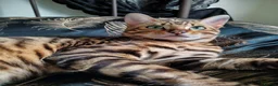Toyger cats for sale: Male Toyger kitten  in London - Advert 1