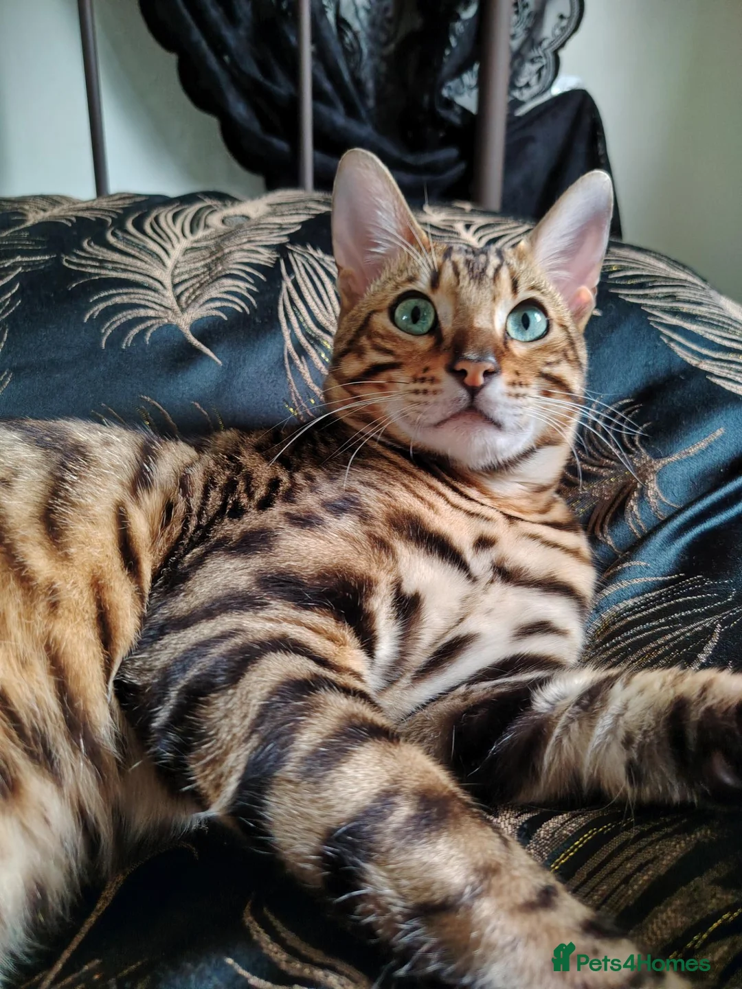 Toyger cats for sale: Male Toyger kitten  in London - Advert 1