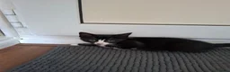 Mixed Breed cats for sale: Litter of 5 kittens for sale in Corby - Advert 3