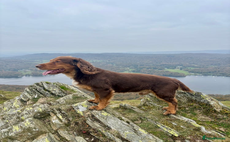 Cocker Spaniel dogs - Advert 2