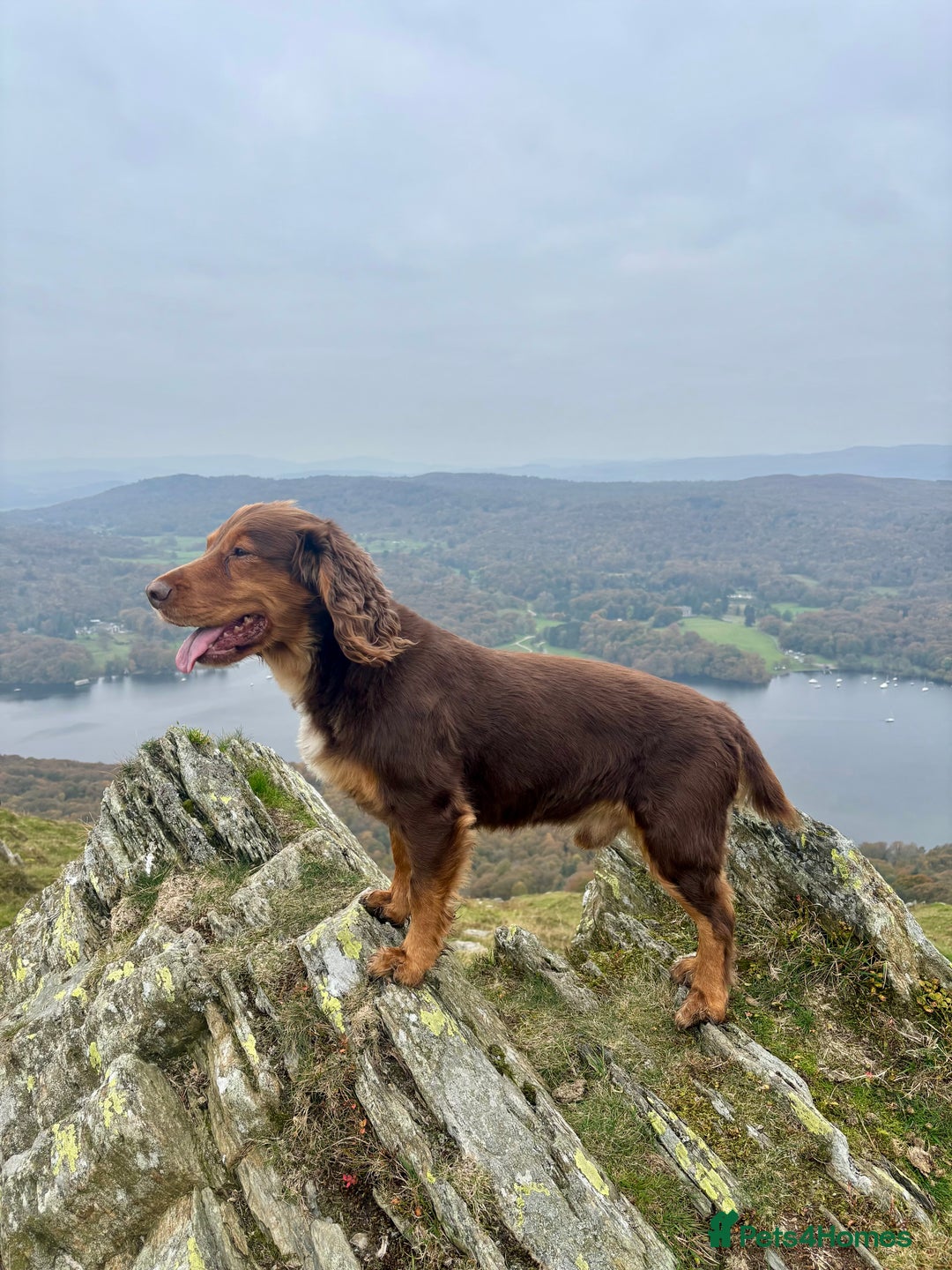 Cocker Spaniel dogs for stud: Cocker Spaniel stud  - Advert 3