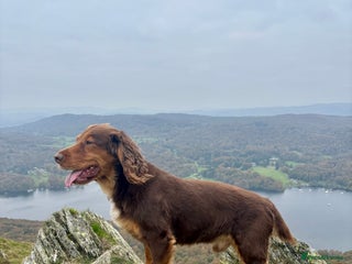 Cocker Spaniel dogs - Advert 9
