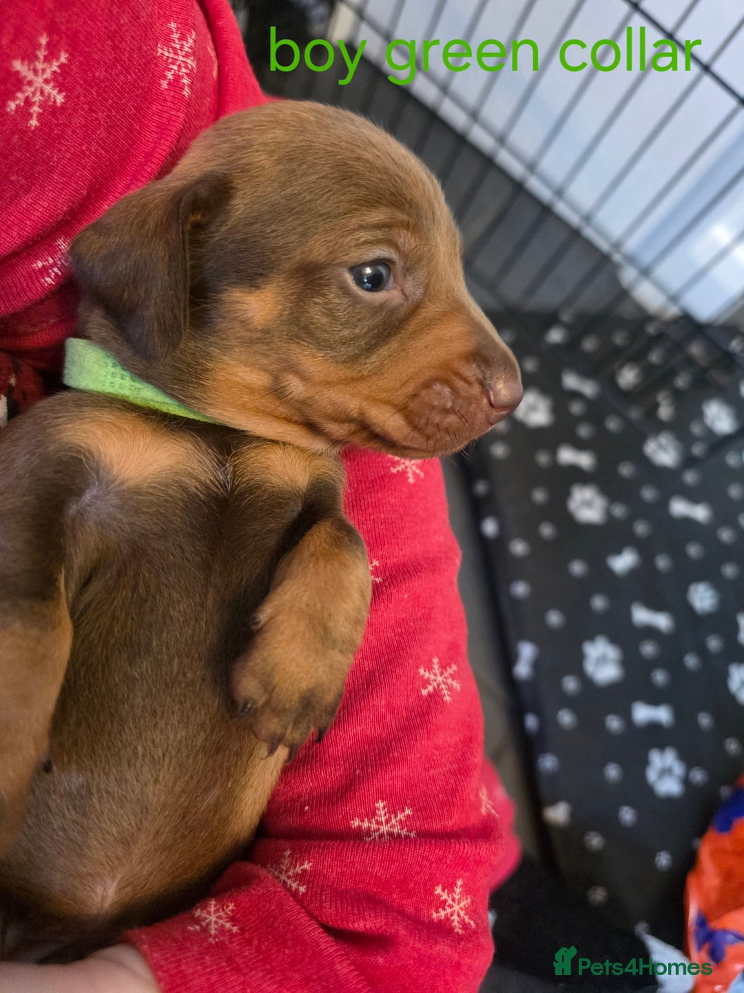 Dachshund dogs for sale: Dachshund  - Advert 31